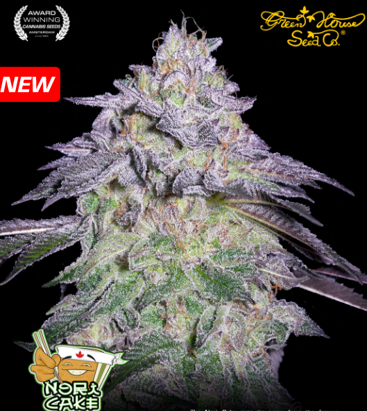 Nori Cake - Cannabis Seeds - WWW.SEEDS-BANK.CZ